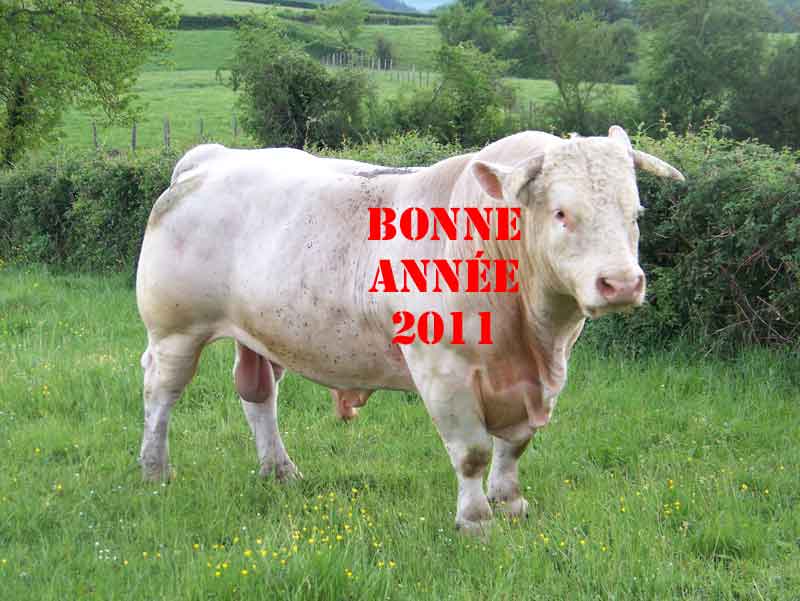bonne_annee_2011.jpg