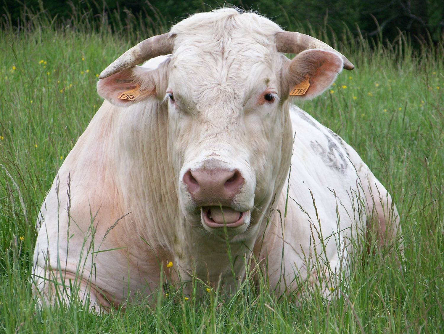 TAUREAU08.jpg